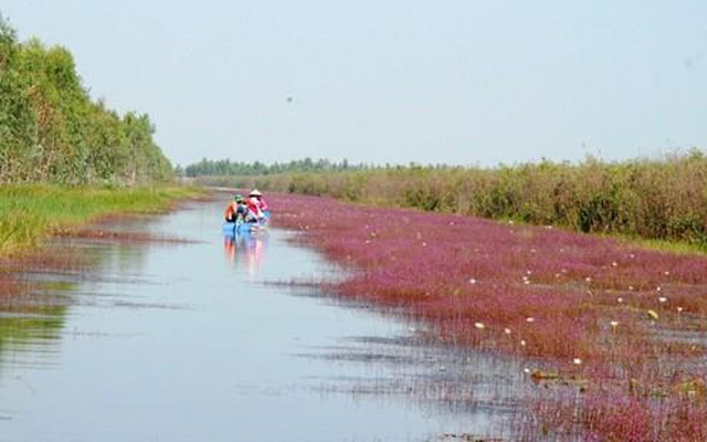 Khám phá hệ sinh thái phong phú bậc nhất tại khu du lịch Tràm Chim