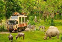 Trọn bộ kinh nghiệm đi Vinpearl Safari cho khách du lịch Phú Quốc 2023