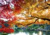 Chiêm ngưỡng vẻ đẹp của vườn quốc gia Shinjuku Gyoen nổi tiếng Nhật Bản Chiêm ngưỡng vẻ đẹp của vườn quốc gia Shinjuku Gyoen nổi tiếng Nhật Bản